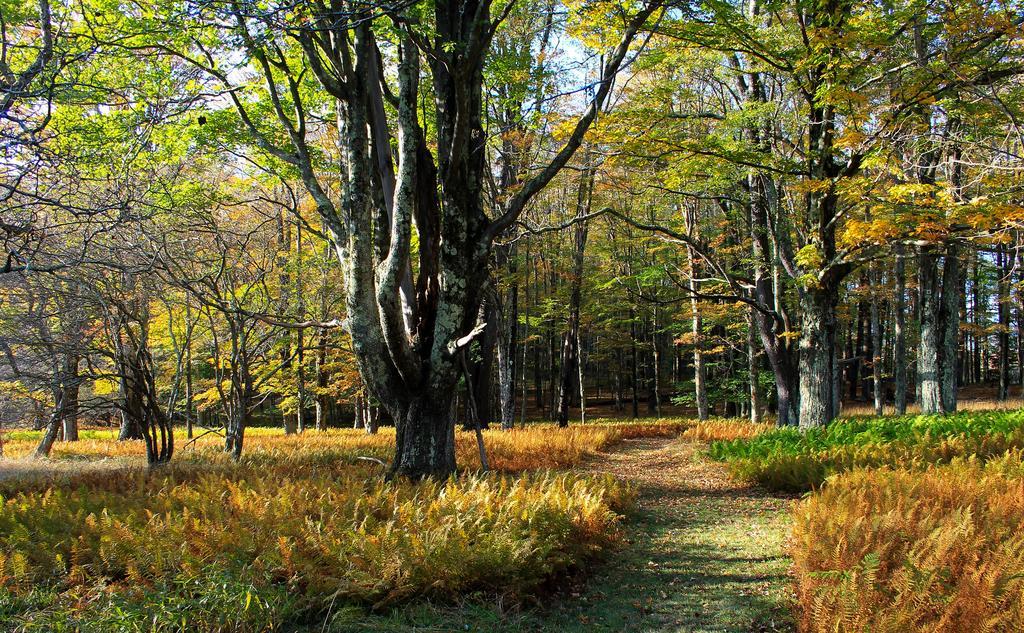 Canaan Valley Resort State Park Дейвис Екстериор снимка